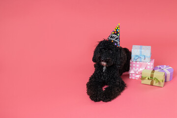 Black Toy poodle dog on pink background, Dog Birthday