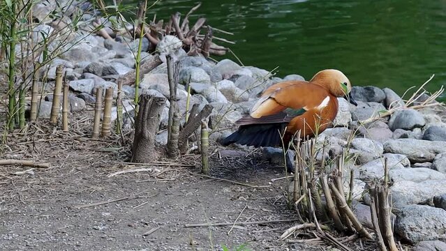 Beautiful Red duck Ogar on a sunny day near the lake