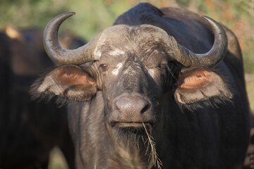 Kaffernbüffel / African buffalo / Syncerus caffer