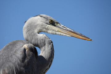 Afrikanischer Graureiher / Grey heron / Ardea cinerea