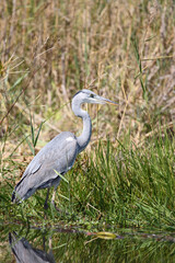 Afrikanischer Graureiher / Grey heron / Ardea cinerea