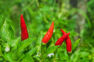 Close up photo of red chilies that are still on the tree are ready to be harvested, very spicy and...