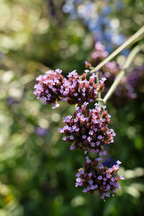 Small purple flowers on sunny green background. Verbena bonariensis Purpletop vervain
