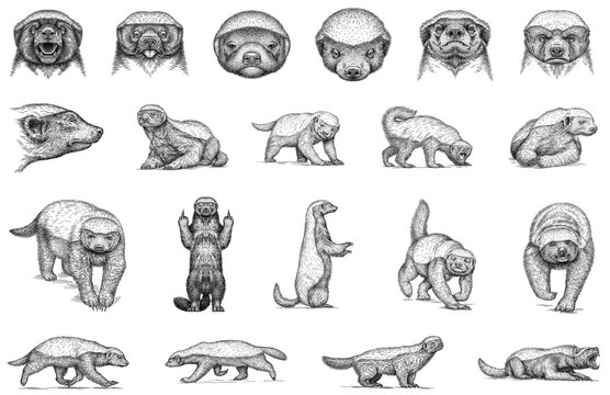 Vintage engraving isolated honey badger set illustration ink sketch. Ratel background tropical animal silhouette art. Black and white hand drawn image.