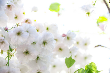 Branches blooming with white flowers. White flowers. Spring flowering. Photo of nature.