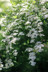 Branches blooming with white flowers. White flowers. Spring flowering. Photo of nature.