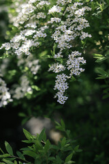 Branches blooming with white flowers. White flowers. Spring flowering. Photo of nature.