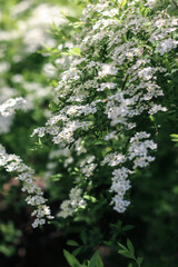 Branches blooming with white flowers. White flowers. Spring flowering. Photo of nature.