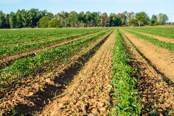 Campo de cultivo con hileras de plantas de tomate y con sistema de riego por goteo.