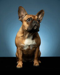 French bulldog on black stand with blue background