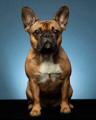 French bulldog on black stand with blue background