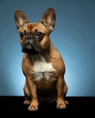 French bulldog on black stand with blue background