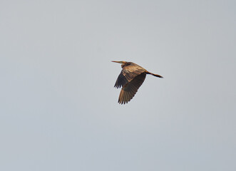 Obraz premium Red heron in flight