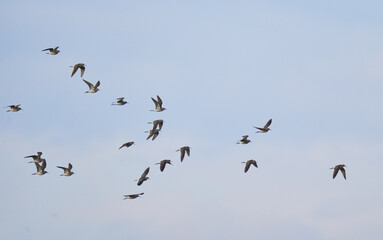 Wood sandpipers in flight