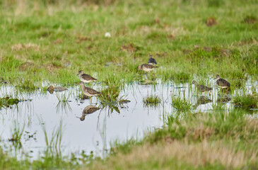Many wood sandpipers in a swamp