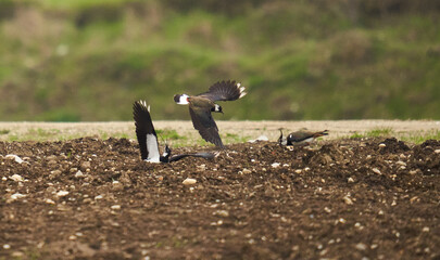 Lapwing birds in flight