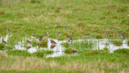 Many wood sandpipers in a swamp