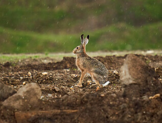 Adult hare in the rain