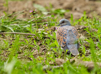 Turtle dove on forest floor