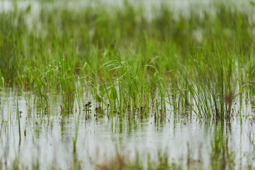 Obraz premium Marsh grass in rain