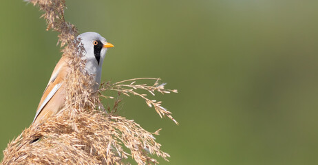Bearded reedling, Panurus biarmicus. A bird sits on top of a reed