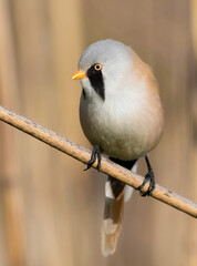 Bearded reedling, Panurus biarmicus. Bird sitting on a reed stalk, close-up