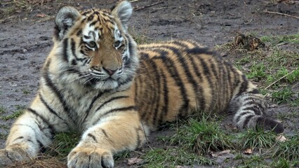 Fototapeta na wymiar Siberian tiger, Panthera tigris altaica