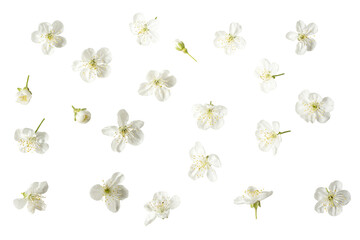 white delicate flowers of cherry, sakura. Isolate on white. 