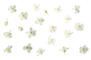 white delicate flowers of cherry, sakura. Isolate on white. 