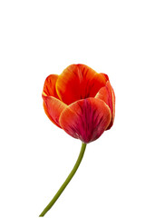 Red tulip flower close-up . Isolate on white. PNG