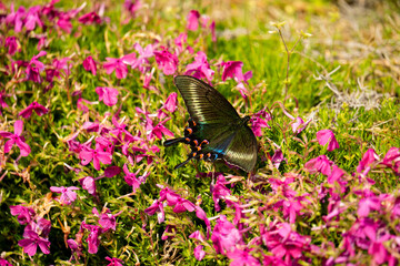 花の蜜を吸う美しい大きな蝶