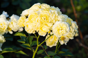 薔薇