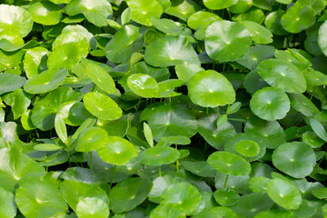 Fresh green centella asiatica leaves