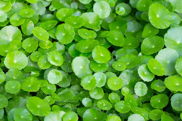 Fresh green centella asiatica leaves