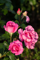 薔薇