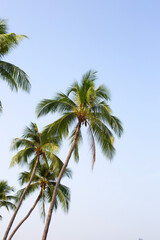 Fototapeta na wymiar Coconut palm trees with blue sky