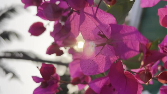 Serene beauty: Close-up of purple flowers in sunlight Generative AI