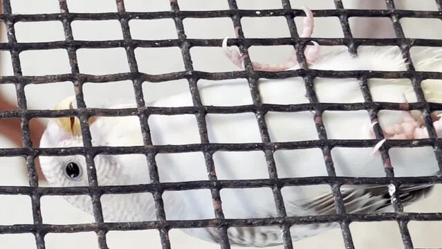 Feathered Friends for Sale: Parrots in a Cage Generative AI