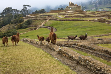 Lamas on the archaeological site in Ingapirca, Canar Province, Ecuador, South America
 - obrazy, fototapety, plakaty