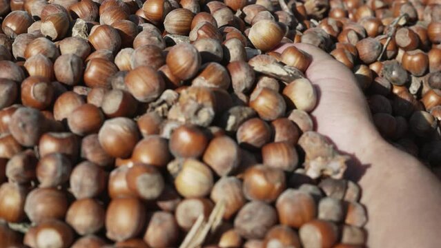 Hazelnut harvest. The farmer man agriculture worker holding the hazelnuts in his palm after picking them, slow motion