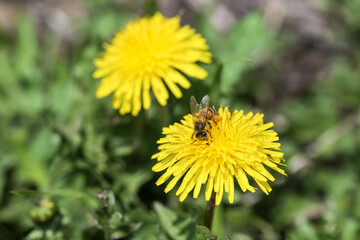 Bee on a yellow dandelion flower