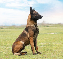 belgian shepherd in nature