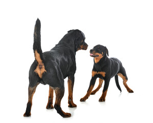 puppy rottweilerand adult  in studio