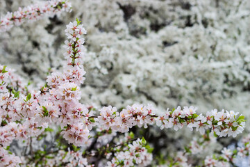 Branch of blooming ornamental cherry tree on a blurred background