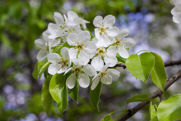 Branch of blooming pear tree on a blurred background