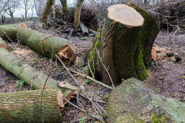 Double stump of ash among cut segments of ash trunks
