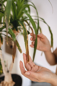Close up of Female gardener hands touching dry leaves of Beaucarnea, Ponytail palm, Nolina plant. Caring of home green plants indoors, spring waking up, home garden, gardening blog Generative AI