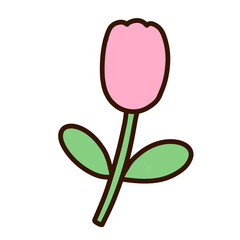 pink tulip