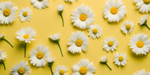 Obraz premium Modern abstract card with colorful spring background full daisies on light background for decoration design. White background. Fashion model. Studio fashion portrait. Abstract botanical background.