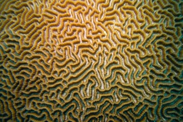 Organic texture of the hard brain coral